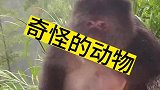这是个什么品种啊