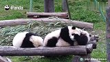 当熊猫宝宝被春困冲昏了头脑，一觉醒来抱一抱，一起睡个回笼觉