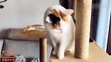 傲娇的猫咪，突然来脾气了，不让铲屎官摸摸了