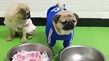 巴哥犬带着老婆要饭，却不敢收大钱，原来是害怕四大跪法