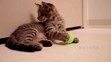 双目失眼的流浪猫，被好心人领养后，有了第一个玩具