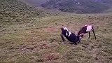 又到求偶季，高原上的公羊争夺配偶权