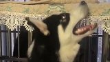 猫：打你这个拆家的，看你以后还敢不！