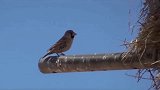 南非发现巨型鸟巢