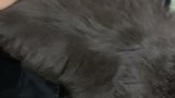 猫菠觉主，睡觉辛苦啦！～