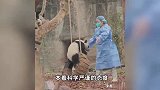 成都大熊猫繁育研究基地：大熊猫“奂彩”病亡