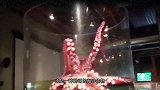 章鱼如何上演，现实版绝地逃生，看完我彻底服了！
