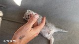 睡到一半被弄醒的小奶猫，一脸凶萌：我可是会打拳的