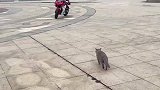 主人带猫猫骑机车，猫咪乖巧自己上车