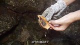 乡村生活：很多的猫眼螺！石缝里的大海螺都泛滥了。看看咋回事了