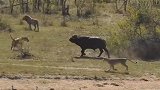 惊险！水牛在狮子和鳄鱼追逐下，最终被赶来的同伴拯救死里逃生