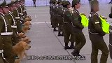 金毛参加国外阅兵，走到半路突然笑场，网友：能不能严肃点？