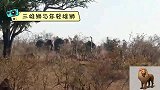 动物世界三雄狮“欺负”一头年轻雄狮，双方是这样的反应