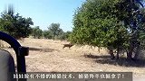 厉害了！雄狮独自冲锋，捕获羚羊！