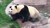熊猫在日本太嚣张，成为了动物园小霸王，碰到女饲养员就求抱抱