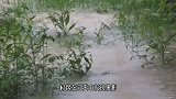 暴雨过后，后院闯入一个“大家伙”，刚想逃却被小伙一把擒住尾巴