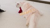 天气太冷了！想给猫咪穿件衣服，结果猫咪这熊样把我给笑坏了！