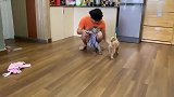 小猴子和狗狗一起玩耍，看到主人抱狗狗，小猴子生气不跟狗狗玩了