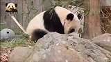 可爱无敌的熊猫贝贝最喜欢坐在小黑盆里吃东西，太搞笑了
