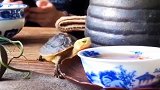 建国后动物不能成精，这个乌龟是个例外