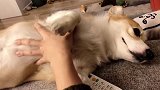 让狗子知道什么叫人心险恶