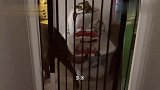 狗：下次你要是再拉裤子，我可不帮你舔了
