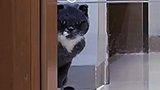 猫咪日记#猫咪版百万转场变身是怎样的？