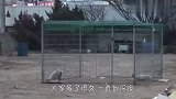 流浪狗母女被人虐待，脖子上绑着绳子，被救后眼神令人心疼