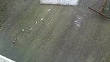 这条河没有一条大鱼，能躲过一劫