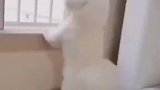 掌握一门外语的重要性