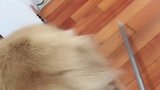 出去别说是我的狗，丢人
