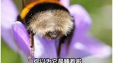 一只勤劳可爱的肥嗡嗡，有被这货扎过的吗