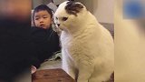 干嘛怼我，猫咪这次可真生气了，瞧这一脸的不情愿！