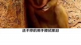 一只刚失去妈妈的猴子。