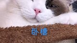 猫 麻溜儿给老子插回去  星探家 我与中国 夏日烤验