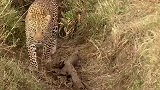 《萌猫爱兔兔》：动物母爱感人合集