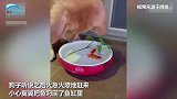 调皮猫咪将金鱼薅出鱼缸 狗子将金鱼叼回鱼缸还给打氧