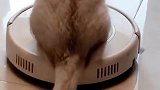猫：好好扫地，铲屎官让我监督你呢！