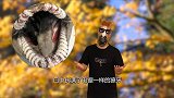 捕食同类的“怪物鲨鱼”！身体长了6个腮——皱鳃鲨