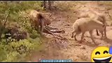 因为豹桂兰把猎物挂树上了，被鬣狗抓到一顿暴打