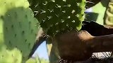 你知道仙人掌是怎样处理的吗？