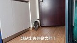 小伙殴打离家出走的猫，被网友指责虐待小动物，猫咪现在怎么样了
