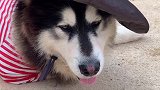 生活在农村的阿拉斯加犬，看它过得无忧无虑像个小孩！