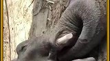 大象是如何喝水的