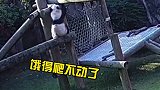 大熊猫丫丫现状 如果不能好好爱它  请把它送来吧