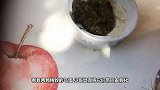 国外小哥捡到2颗鸟蛋，带回家精心孵化，竟孵出濒危物种！