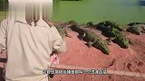 一只鸡被扔进鳄鱼池,直接走到鳄鱼前面,却没料到鳄鱼真是太心机