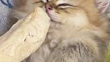 我发现了叫奶猫起床的诀窍