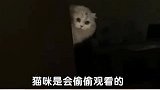愚蠢的铲屎官，请接受喵星人无情的审视