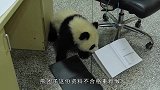 熊猫企图“越狱”，被罚面壁思过，熊猫：天理何在？